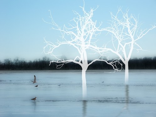 E. Jantzen, "Ethereal nature", from series "transplanting reality; transforming nature - 2012"